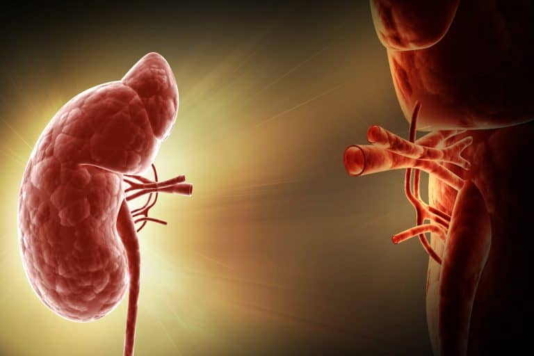 High-quality digital illustration of human kidneys showing detailed anatomy and blood vessels, emphasizing health and medical visualization.